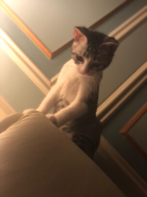 猫条猫零食