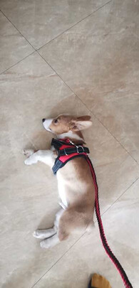 狗绳