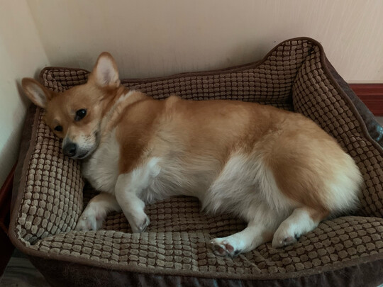 狗粮