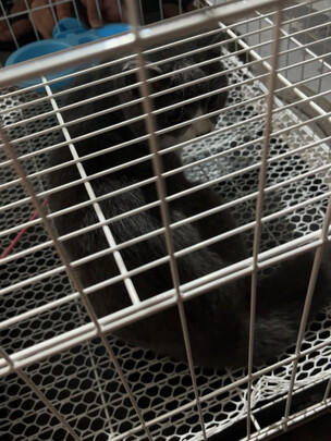  猫笼