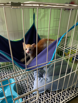  猫笼