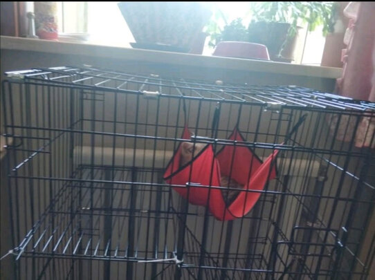  猫笼