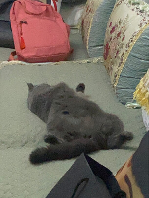  狗狗剃毛器