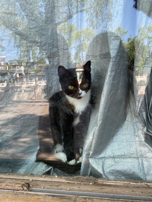 猫罐头