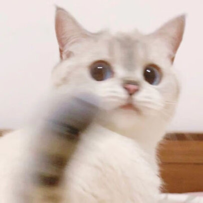 仓鼠浴沙