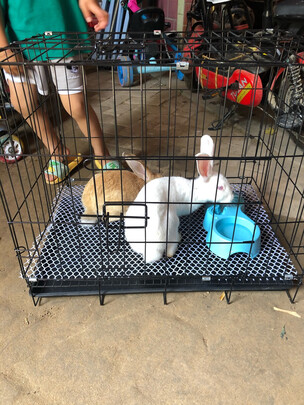狗笼