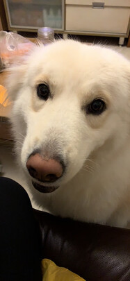 狗粮