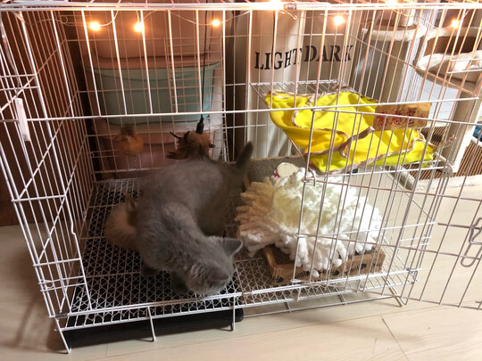 猫笼