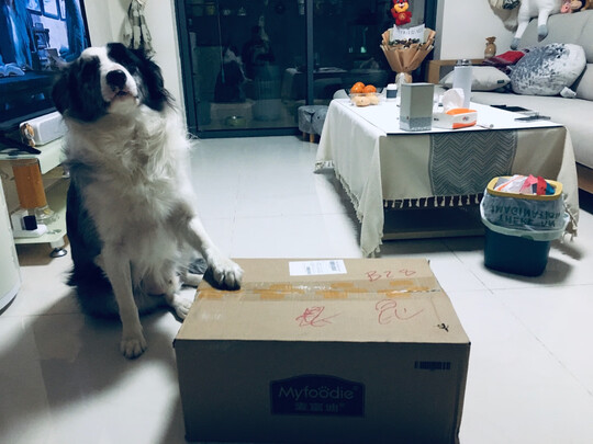 狗粮