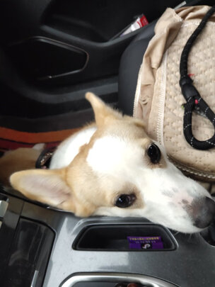 狗绳
