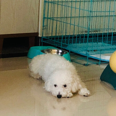 狗狗电推剪