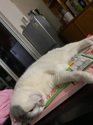 膨润土猫砂