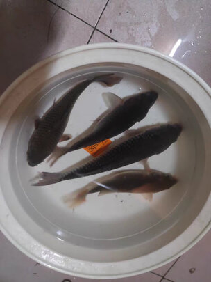 鱼钩