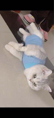猫咪手术服