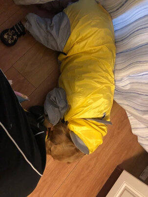 狗狗雨衣