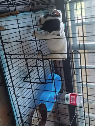 狗笼