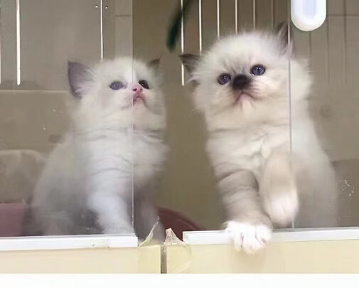 猫粮