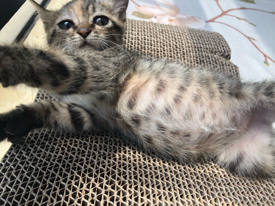 猫抓板