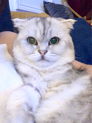 豆腐猫砂