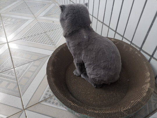  狗狗剃毛器