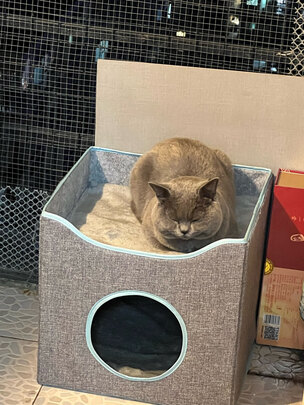 猫窝