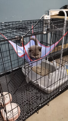 猫笼