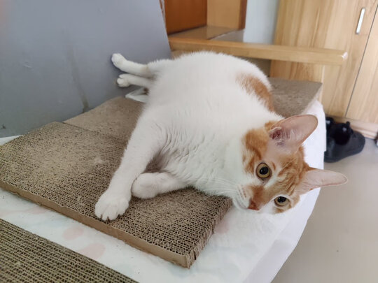 豆腐猫砂