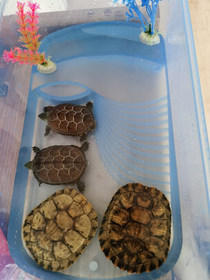 乌龟缸