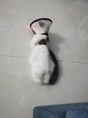 猫项圈