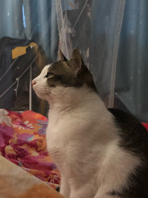 猫条猫零食