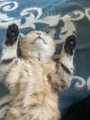 猫条猫零食
