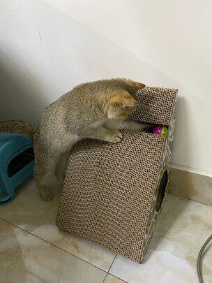 猫抓板