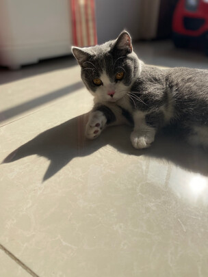 猫冻干