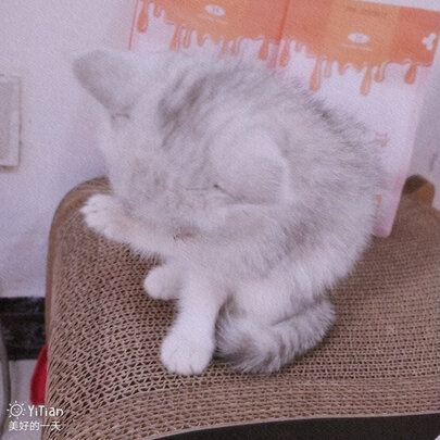 猫窝