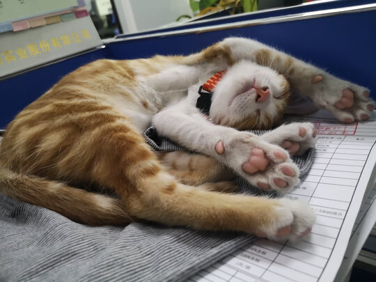 猫项圈