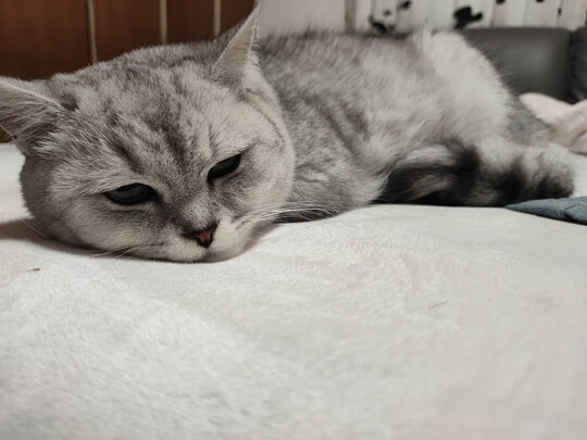 膨润土猫砂