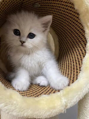 猫爬架