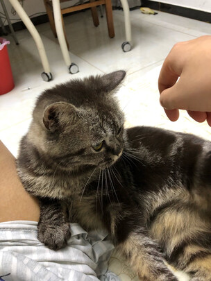宠物浴液