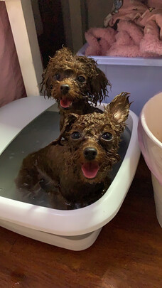 泰昌tc-12hz6g足浴盆怎么样究竟好不好,吐露实情曝光!