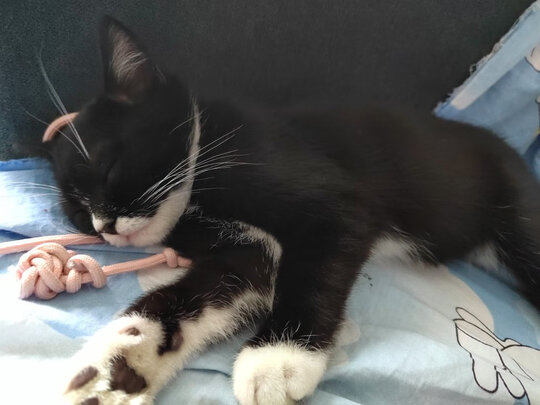 猫笼