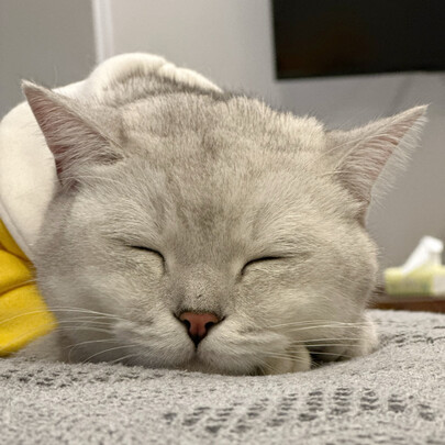 膨润土猫砂