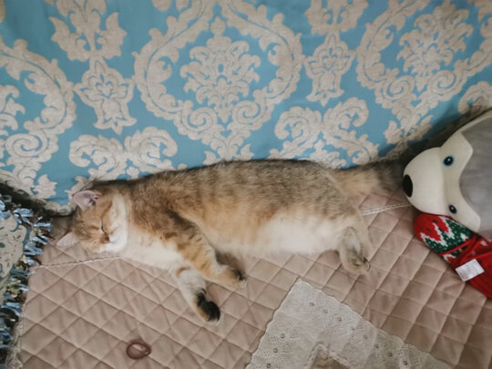 猫粮