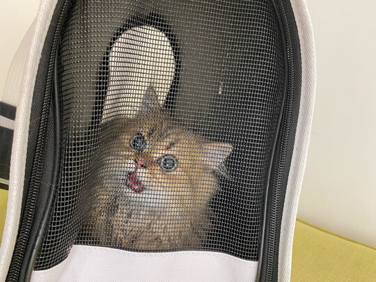 宠物包