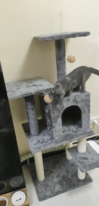 猫爬架