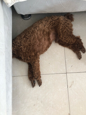 狗狗零食