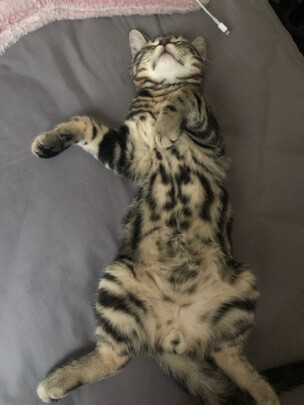 猫粮