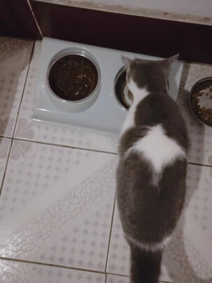 猫粮