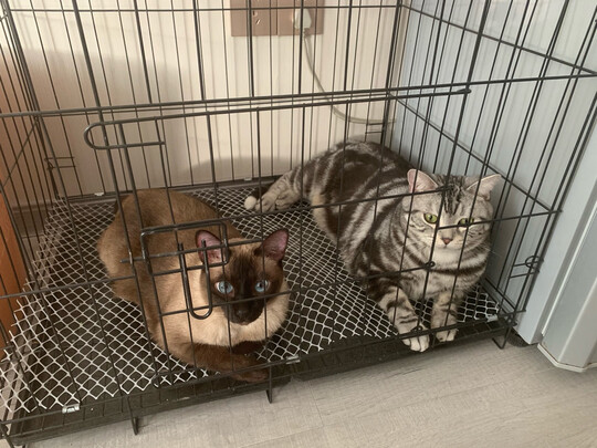  狗笼