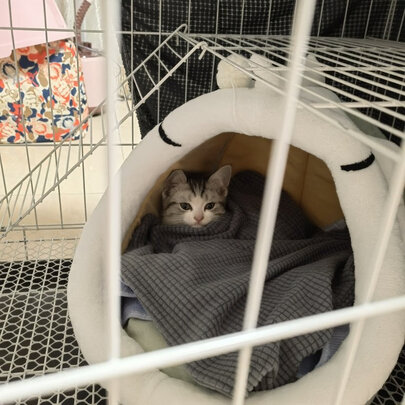 猫笼