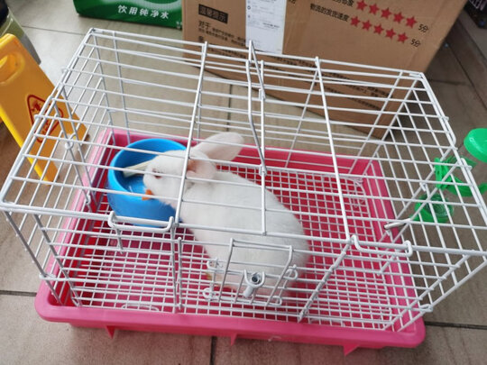 兔笼子